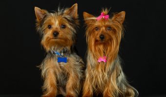 male vs female yorkies