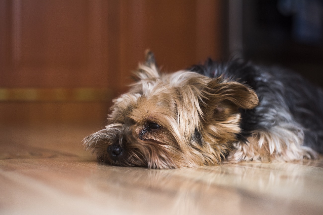 Yorkie crying at night...why do yorkies cry so much?