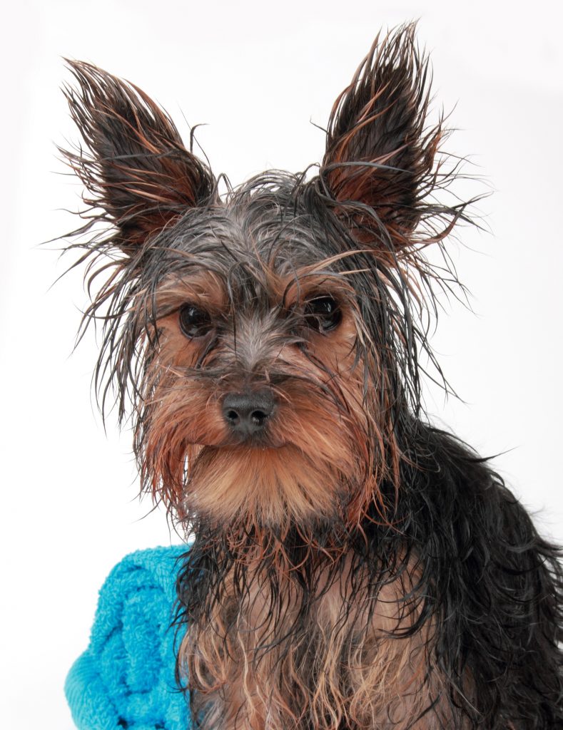 Wet yorkshire hot sale terrier